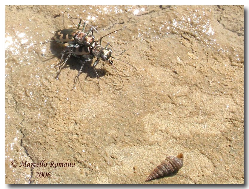 Cephalota litorea goudoti, Cicindela della steppa salata